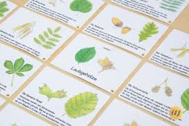 Herba = kraut) ist eine sammlung konservierter (meist getrockneter und gepresster) pflanzen bzw. Grosses Herbarium Heimische Laubgeholze Wunderwerkstatt Herbarium Vorlage Baum Basteln Wenn Du Mal Buch