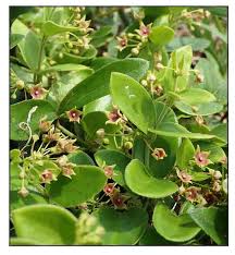 Image result for Vincetoxicum