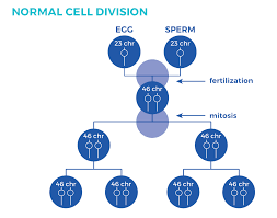 Types Of Down Syndrome Central Mississippi Down Syndrome Society