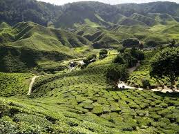 Agoda har säkrat de lägsta priserna på hotell i cameron highlands, nära många attraktioner och med priser från så lågt som $12. The Cameron Highlands Great Views Over Tea Plantations