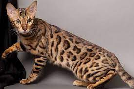Harga anak kucing dapat bervariasi dari £ 300 hingga £. Jenis Kucing Bengal Asli Dan Cara Merawatnya Kucingklik Com