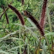 Image result for Cenchrus purpureus