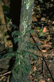 Image result for Abrodictyum rigidum
