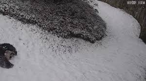 20/21 snowfall is 47% lower than historical average this far into the winter. Snow In D C Maryland And Virginia Latest Updates Wusa9 Com