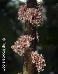 Image result for Urera