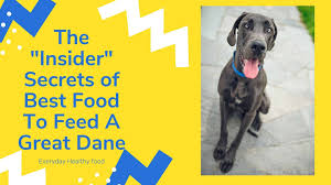 Great danes are considered giant breeds. What Is The Best Food To Feed A Great Dane Puppy Doggy Pet Shop