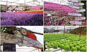 The cameron highlands are in pahang, west malaysia. 11 Charming Attractions That You Need To Visit In Cameron Highlands Klnow