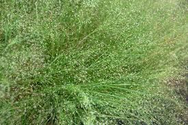 Image result for Agrostis