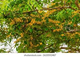 Image result for Pterocarpus