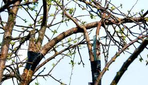 A gardening trowel is needed to plant the seed, then it must be watered. Repair Broken Fruit Tree Branches Yourself Hobby Farms