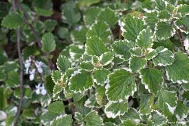 Image result for Coleus hereroensis