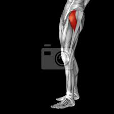 Leg muscle anatomy chart | amulette. Conceptual 3d Human Front Upper Leg Muscle Anatomy Wall Stickers Didactic Musculature Sportive Myloview Com