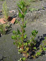 Image result for Pupalia micrantha