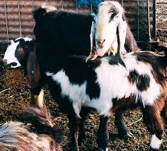 Welcome to the goats spot! Ayas Halep Kecisi Ciftligi Damascus Goat Facebook