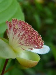 Image result for Tetracera boiviniana