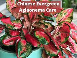 If you notice your plant leaves are yellowing and dropping off the bottom, the plant is likely consuming too much water. Chinese Evergreen Aglaonema Plant Care Flowersandflowerthings