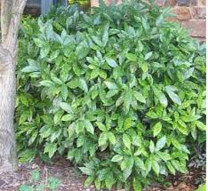 Image result for Aucuba