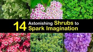Maybe you would like to learn more about one of these? 14 Astonishing Shrubs To Spark Imagination
