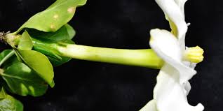 Image result for Garcinia volkensii