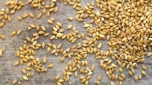 Jom lihat apa kelebihan dan khasiat minyak. Manfaat Barli Komposisi Dan Sifat Kimia Berapa Banyak Pati Setiap 100 G Produk Membahayakan Kesihatan Buah Pinggang Dan Kontraindikasi Untuk Wanita Selepas 50 Tahun