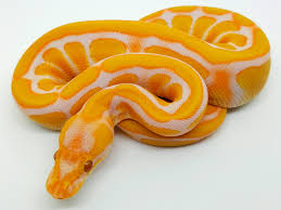 We have thousands of exotic ball pythons for sale from top breeders from around the world. Lavender Albino Super Enchi Morph List World Of Ball Pythons