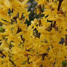 The border forsythia is a robust flowering shrub, which is suitable for almost every garden. Forsythia Plant Eye Catching Flowering Garden Shrubs