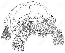 La tortue rouge sort en salles en france le 29 juin 2016. Tortue Geante D Aldabra Est L Une Des Plus Grandes Tortues Dans Le Monde Clip Art Libres De Droits Vecteurs Et Illustration Image 55425168