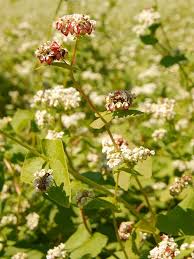 Image result for Fagopyrum esculentum
