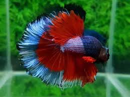 Live Betta Fish Male Excellent Grade Multi Color Fancy Hm Dtlb260 Usa Only Betta Fish Betta Fish