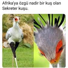betul cakal adli kullanicinin komik panosundaki pin hayvan bilimi eglenceli gercekler hayvanlar