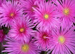 Image result for Delosperma spp.