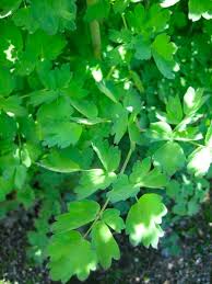 Image result for Rutidea