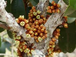 Image result for Englerophytum