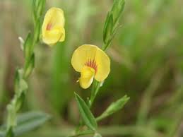 Image result for Zornia