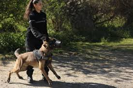 Maybe you would like to learn more about one of these? Article Decryptage Metier Agent De Securite Cynophile Goron