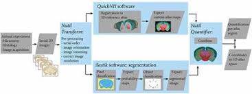 Paxinos, george, and charles watson. Frontiers Quint Workflow For Quantification And Spatial Analysis Of Features In Histological Images From Rodent Brain Frontiers In Neuroinformatics