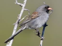 Image result for Spragueanella