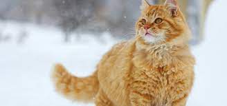 ryzhij sibirskij kot foto opisanie porody