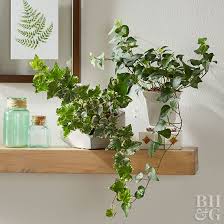 Perfect For A Hanging Basket Or Urn The Trailing Foliage Of English Ivy Is A Great Choice If You Want To Lush Hanging Plants Ivy Plants Houseplants Low Light
