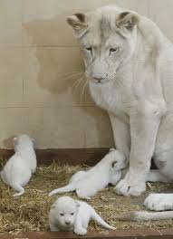 Buy A Big Cat Tiger Cubs Cheetah Cubs Online Top Online Breeder For Exotic Cubs Animals Online Cheetah Cubs For Sale Tiger Cubs For Sale White Lion Cubs For Sale
