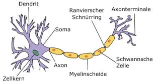 The onset of gbs can be quite sudden and unexpected and requires. Guillain Barre Syndrom Wikipedia