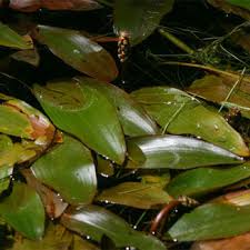 Image result for Potamogeton nodosus
