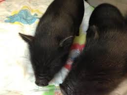 Medical & health in bourne, surrey. All Pets Medical Center Llc 16 Waterhouse Road Buzzards Bay Reviews And Appointments Topvet