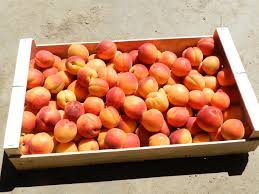Cueillons Nos Pommes Au Verger De La Molle A Chauvigny