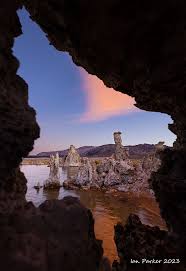 Image result for Monotes magnificus