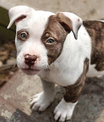 Black and white brindle pitbull. Pin On Pitbulls Staffies