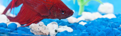 The Best Substrate Gravel Options For Your Betta Aquarium Bettaboxx