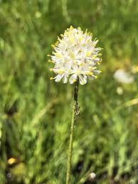 Image result for Adenodolichos