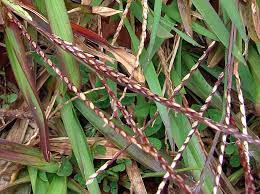 Image result for Axonopus