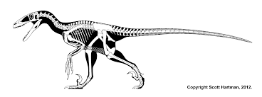 Deinonychus Skeletal Png 1600 596 Prehistoric Animals Prehistoric Creatures Dinosaur